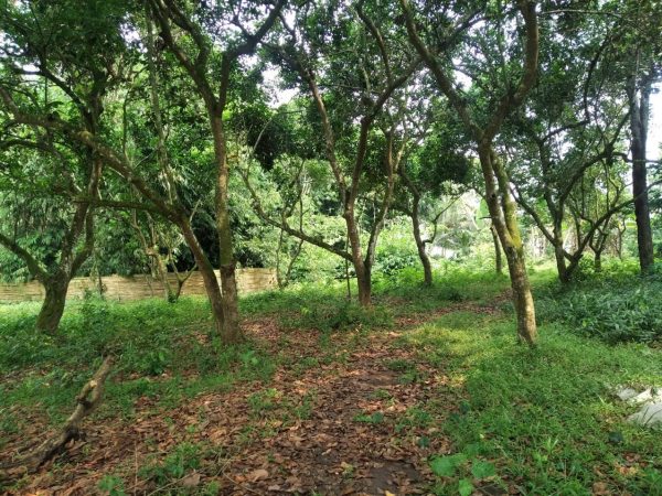 DIJUAL TANAH KEBUN RAMBUTAN PARAKAN DI SERANG BANTEN